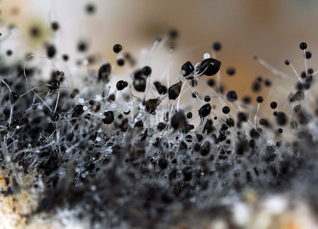 Black Mold Removal Black Mold Removal