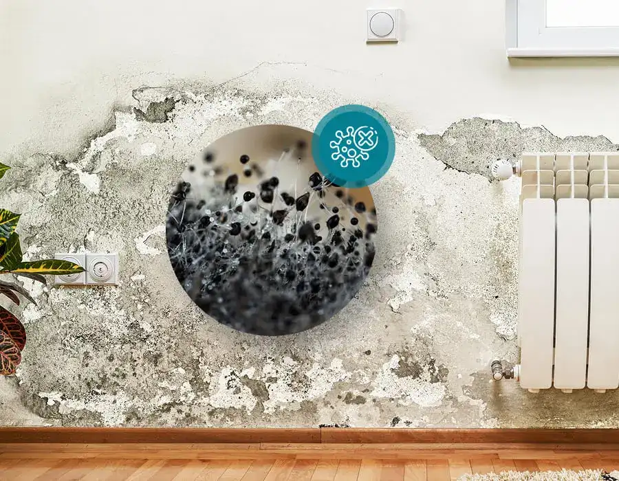 Black Mold Remediation Black Mold Remediation